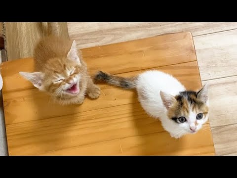 鳴いてなにかを訴えてくる子猫たち