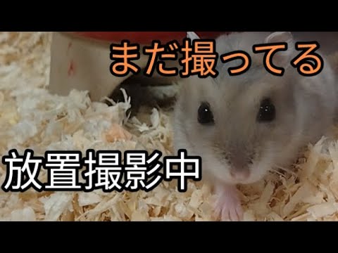 放置撮影中のハムスター（ピク）#ハムスター#可愛い#癒し #cuteanimal #cutepet #ジャンガリアンハムスター