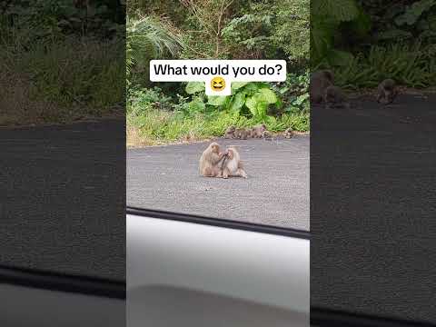 Blocking the road by chilling 😅 #japan