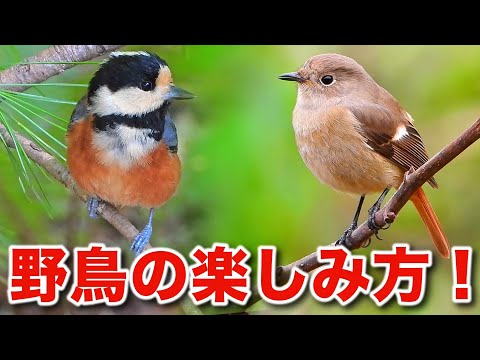 野鳥の基礎知識と楽しみ方をじっくり解説！【初心者向け】