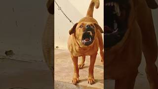 dog sound dog barking loud#shorts #viralshorts #trendingshorts