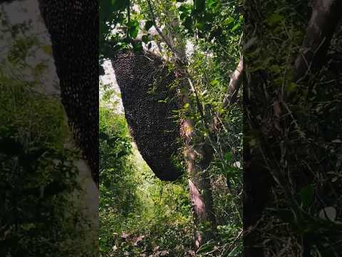 Giant beehive 🍯 🐝 #bee #nature