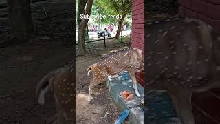 Chennai vandalur zoo#shorts