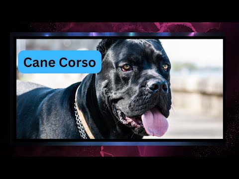 Cane Corso: The Ultimate Protector 🐾💪 | History, Traits, & Care