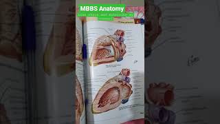 MBBS Anatomy | MBBS 1st year subject | #Aiims #shorts