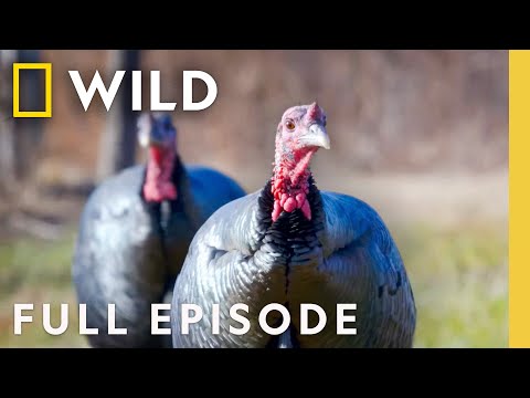 Turkeys in Disguise (Full Episode) | United States of Animals | Nat Geo Wild