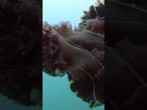 What are Sea Nettles? #wildlife #animals #mysterious