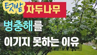 텃밭 자두나무 - 병충해를 이기지 못하는 이유