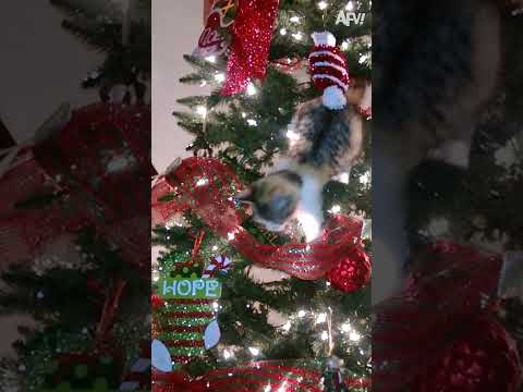 Cats vs. Christmas Trees: A rivalry as old as time 😺🎄