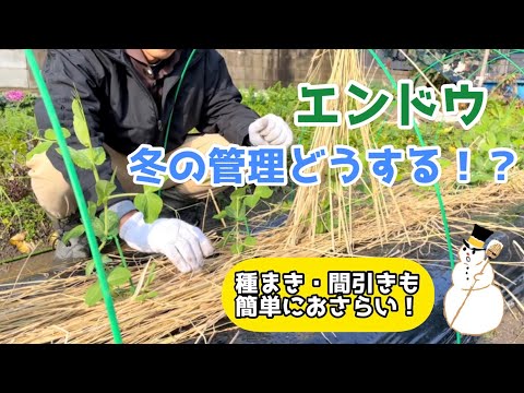 【野菜】“エンドウの冬の管理について”栽培のおさらいをしよう！