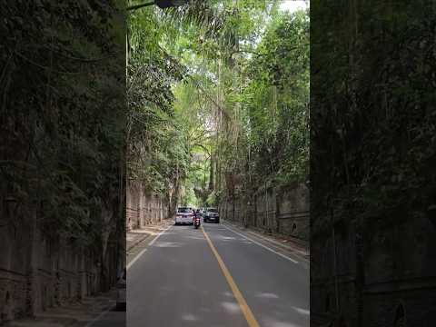 우붓에서 가장 이쁜 길 ubud, bali