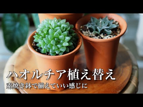 【多肉植物】ハオルチアを素焼き鉢へ【ゆるっと植え替え#5】