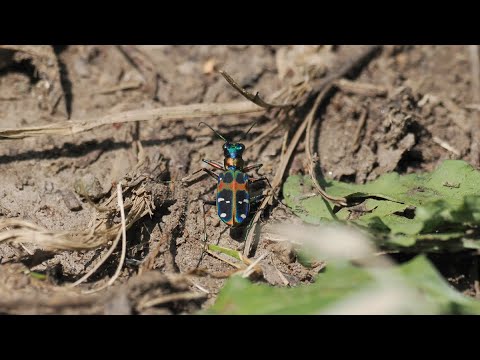 ナミハンミョウ/Cicindela chinensis japonica