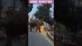 गजराज घुसे सिटी में #wildanimals #eliphantvideo #viralvideos