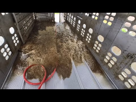 New Year, New Poo ( Raw Audio, No Music) Cow Trailer Washout (ep.15)