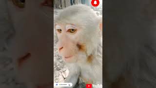 #bandar #funny #2022trends #animal #trending #viral #trending2022 #youtubeshorts #cutebaby #cute