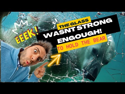 The Glass Wasn't Glass Wasn't Strong Enough To Hold The Bear | Funny Zoo Fails