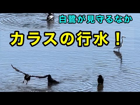 白鷺が見守るなかカラス3羽が水浴び！