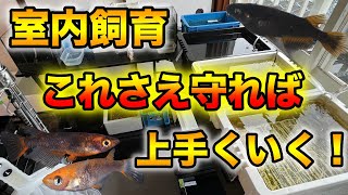 メダカの室内飼育でよくある失敗３選！エアレーションなしでもめだか飼育は出来ますが…