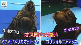 【オットセイ】ミナミアメリカオットセイとカリフォルニアアシカの違い　（伊勢シーパラダイス）