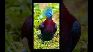 Most beautiful Bird on this plant 🐣🐣 | #prokriti #nature #bird #forest #wildlife  #shorts #short