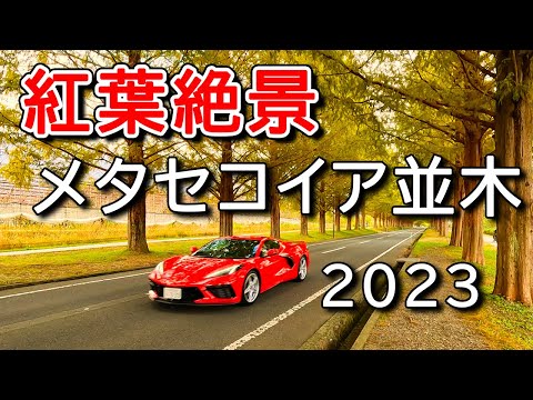 【4K メタセコイア並木🍁】11月の並木道