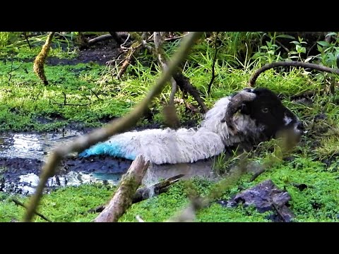 Exhausted Sheep sinking in QUICKSAND was ready to give up.  🐏  Here is the RESCUE  🐏