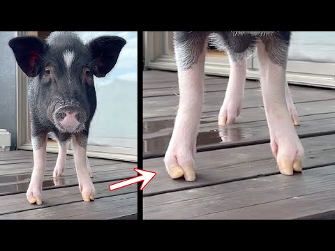 Deformation of pig's feet