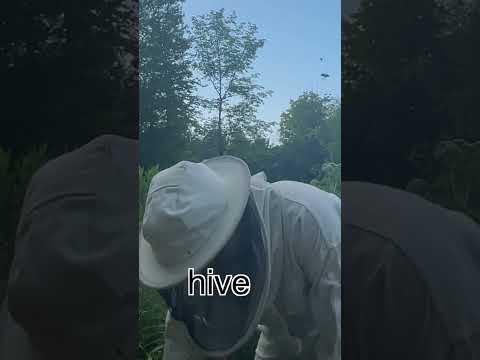 The painful part of beekeeping