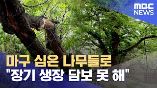 다른 나무들로 생장 방해받는 보호수 (2024.09.15/뉴스데스크/MBC경남)