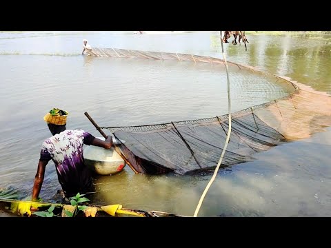 মই জাল দিয়ে মাছ ধরা | Technology Fishing Net | Amazing fishing video fishermen