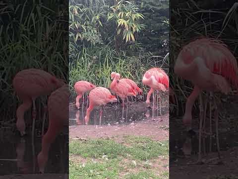 Flamingos#PinkFlamingos#ThinkPink#TropicalVibes#PinkVibesOnlyFlamingoLove#WildlifePhotography#