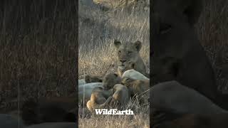 Lion cub roar! Or is it a growl? #wildearth #lion #cub