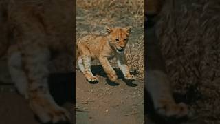 adorable baby lion cub roar