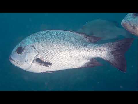 Facts: The Black and White Snapper