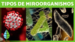 ¿Qué son los MICROORGANISMOS? 🦠 (Bacterias, Virus, Hongos y Parásitos)