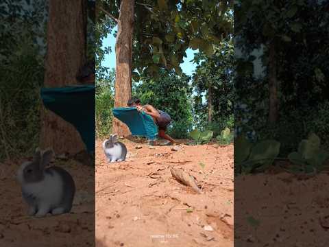 Rabbit catching #rabbit #cat #shorts #vfx #wildlife #origanal #wildlife #leopardsounds