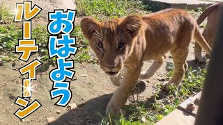 結構忙しいよ！動物達の朝のルーティーン！