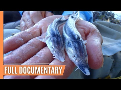 Beluga Sturgeon - A Prehistoric Survivor's Battle for Existence | Full Documentary