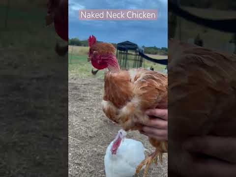 Naked Neck Chicken | Are you interested in keeping this unusual chicken? #backyardhomestead