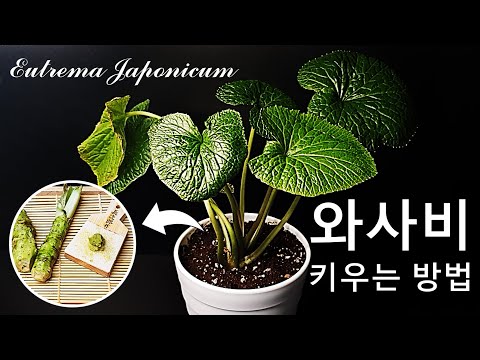 와사비를 키우는 방법｜와사비 키우기｜와사비 재배 조건｜와사비 재배 방법｜와사비 재배 정보｜쌈채소 와사비｜일식 향신료 와사비｜How to grow #57 Wasabi