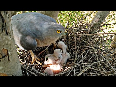 Mother hawk sitting on top of her babies and trying to clean her nest @BirdPlusNest