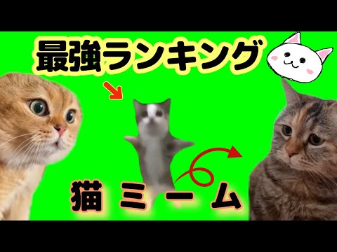 【猫ミーム】最強ランキング【TOP10】cat meme　猫ミーム素材