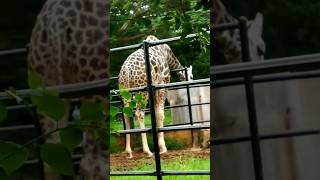 Zoo Mysore Giraffe #zoo #giraffe #mysore #india #indiazoo #giraffes #animals