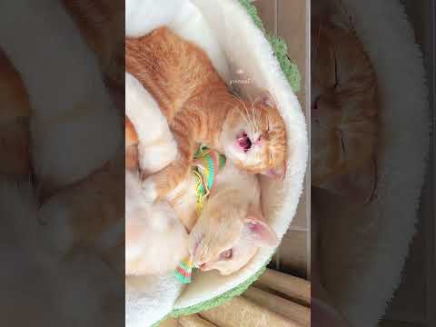 私たち、どっちがもっとかわいいかなWhich one of us is a little cuter?#cutestcouple #可愛い茶トラ猫カップル家族動画#癒される言葉 #funnycats