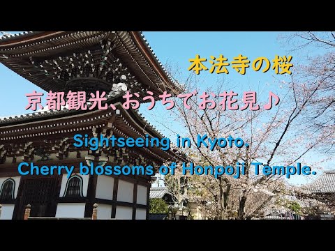 【京都観光】本法寺の桜、おうちでお花見♪【Cherry blossoms of Honpoji Temple of Kyoto.】