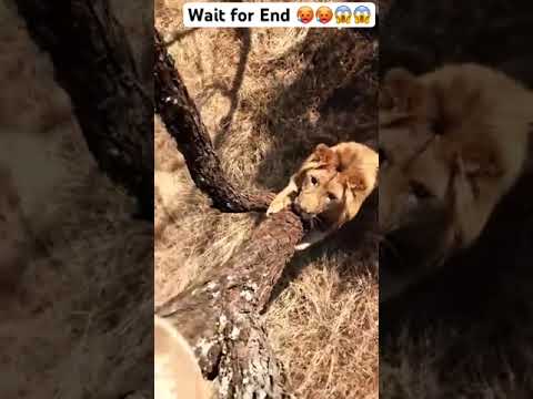 Lion attack human 🦁😱😱| जंगली शेर 🦁| #viral #trending #subscribe #shorts #shortsfeed