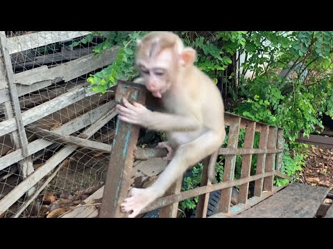 Adorable Baby Boy To Play outside