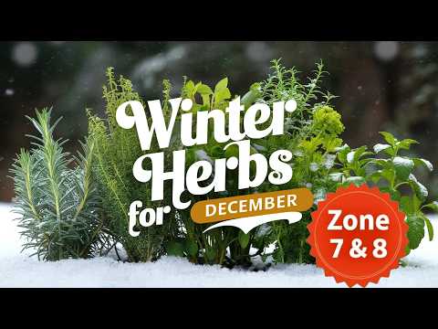 Top Winter Herbs to Grow in December for Zone 7 and 8