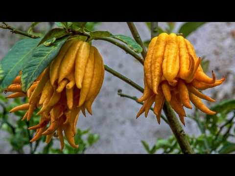 10 Most Unique Fruits You Didn’t Know Exist